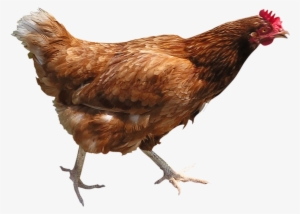 Chicken Png Image - Brown Chicken Png