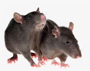 Rat Png Image Transparent - Rat Png