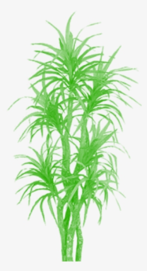 Bamboo Tree Clipart Png, Tree Png Plan, Tree Png Clipart, - Palm Trees