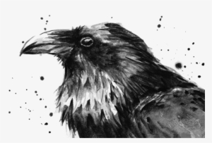 Drawing Raven Watercolor - Olga Shvartsur Birds