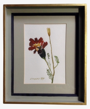 Sterns, Watercolor Painting Blooming Flower Works On - Canna Lily
