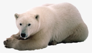 Oso Polar Con Png