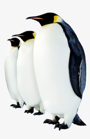 Penguin High-quality Png - Emperor Penguin Average Height - 363x504 PNG