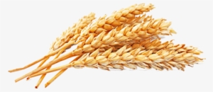 Grain Wheat Png Jpg Black And White Download
