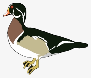 Clipart Duck Real Duck - Wood Duck Clipart