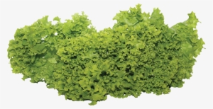 Vegetable Garden Png