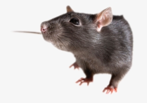 Rat Free Download Png - Rat Png Transparent