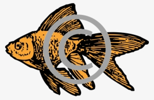 Goldfish - Png - Goldfish Clip Art