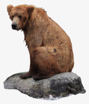 Bear Png
