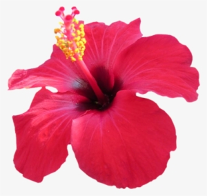 Hibiscus-red - Red Hibiscus Png