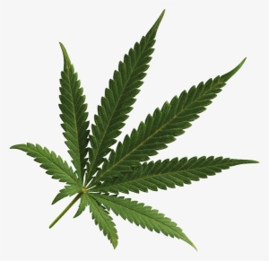 Cannabis Png Image - Cannabis Leaf Transparent Background