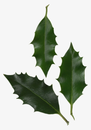 Holly Leaves Photo - Holly Leaf Png