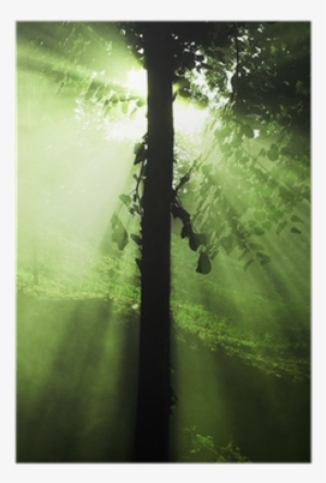 Scout Squad: Going Native