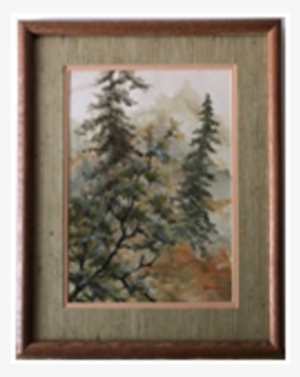 In A Pine Forest - Colorado Spruce