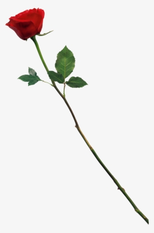 Red Rose By Marioara08 D57fjic - Love Cb Background Hd