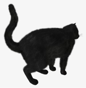 Cats Png Free Images, Download - Black Cat Transparent Png