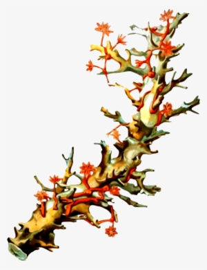 This Free Icons Png Design Of Coral 5