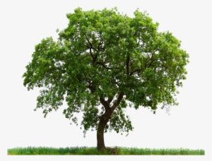 Tree Plan View Png Png Image - Oak Tree Png
