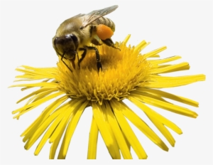 Index Of /images1/stock Photos Jpg Black And White - Bee On Flower Png