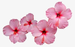 Pink Hibiscus Png