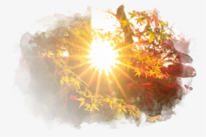 Essential Body - Sunlight