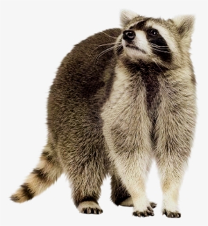 Share This Image - Raccoon Png