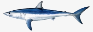 Shortfin Mako Shark