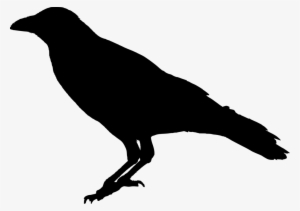 Raven Bird Png Transparent Image - Transparent Background Raven Transparent