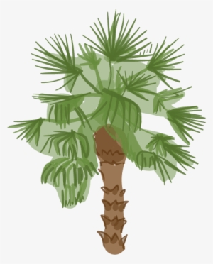 Canary Island Date Palm - Palm Outdoor