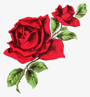 Drawing Of Two Red Roses - White And Red Aesthetic Header