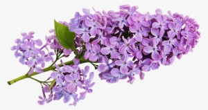 Transparent Lilac Clipart M=1366668000 - Lilac Flower Clip Art