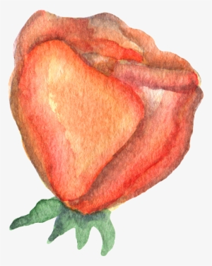 Hand Drawn Render Rose Watercolor Transparent - Watercolor Painting