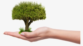 Tree-1247796 - Plant A Tree Png