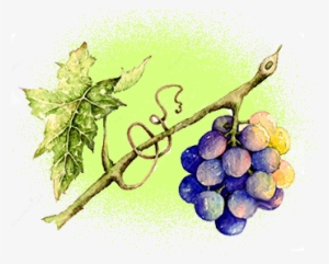 Organic Grapeseed Oil - Watercolor Painting