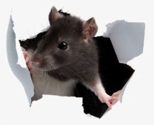 Rat Paper - Rat Png