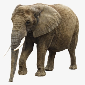 Hq Elephant Png Transparent Elephant - Transparent Background Elephant Png
