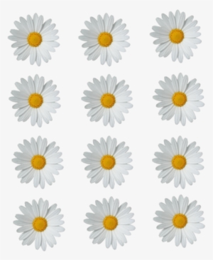 Tumblr Png, Flowers Nature, Beautiful Flowers, Margaritas - Daisy Png