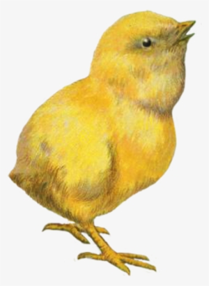 Easter Chicken Clip Art - Chicken Gif Png