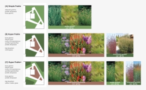 Roofdeckplanting