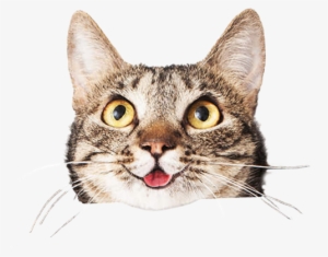 Cats Face Png Png Stock - Cat Holding Sign