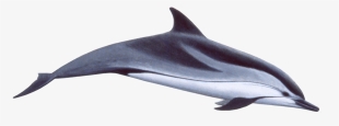 Blog Católico Navideño ® - Dolphin Transparent Background