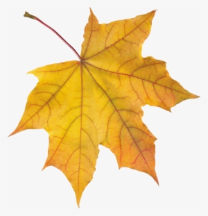Autumn Png Leaf - 楓葉 Png