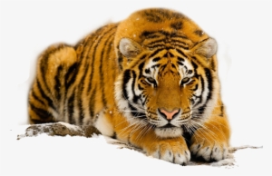 Free Download Species Of The South China Tiger