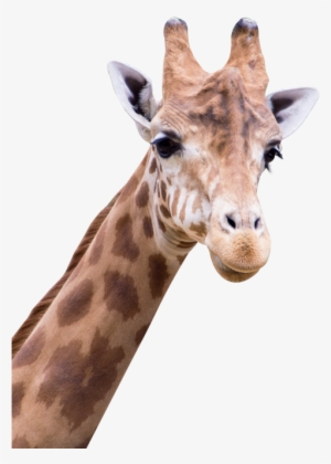 Giraffe Png Transparent Image - Amine Good For You