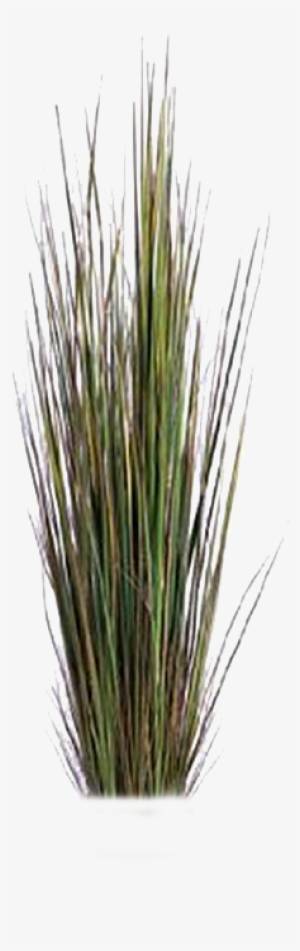 Set Of Pencil Drawing Herbs And Leaves Stock Vector - Tree Wetland Png