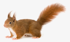 Squirrel Png