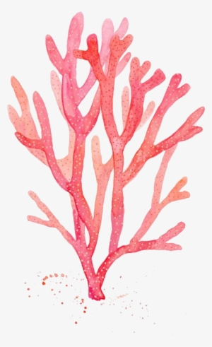Red Coral Watercolor Painting Drawing Algae - Corail Aquarelle