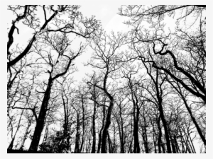 Transparent Background Moon Forest Trees B - Forest Transparent Background
