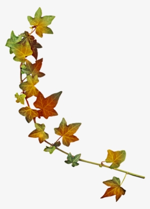 Foglie Autunno Png