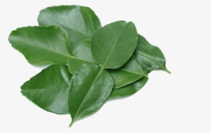 Makrut Lime Leaves - Бергамот Лист